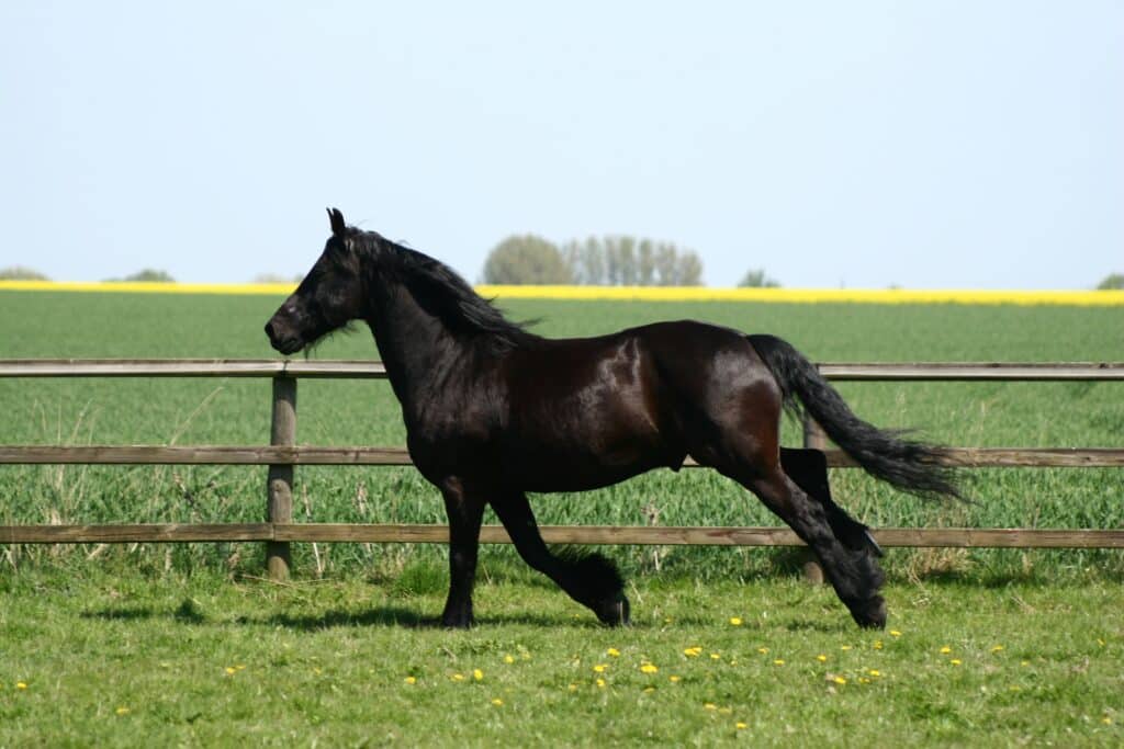 geschikte weide voor je paard